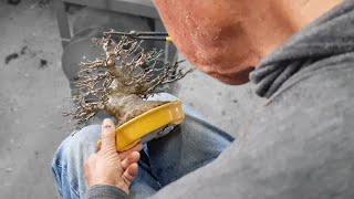 Oyakata’s Teaching – Advanced Branch Pruning on a Masterpiece Kaede Bonsai [upl. by Nnaharas]