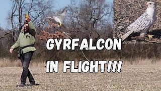 GYRFALCON Training Session [upl. by Edd]