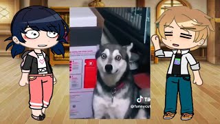 MLB react to random funny animals tiktok  MLB REACTION pt5 [upl. by Stortz576]