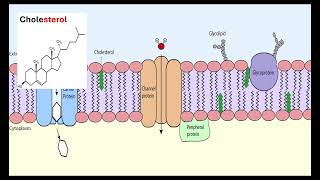 Membrane structure OCR A ALevel Biology Module 2 Foundation in Biology 215 Biological membranes [upl. by Lucic]