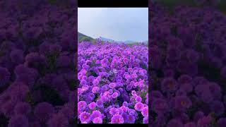 Michaelmas daisies flowers shortvideo beautifulflower nature [upl. by Jarret]