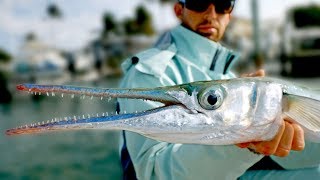 Giant Houndfish Jacks and Sharks  Inshore Fishing in Florida  ft Paul Cuffaro [upl. by Ludba]