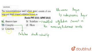 The monocotyledonous seed wheat grain consits of one large and shield shaped cotyledon known as [upl. by Elvera]