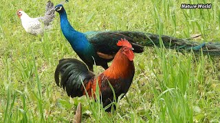 Peacock Behaviour reaction with animals birds and peacock mix sounds 4k by Nature World [upl. by Maura]