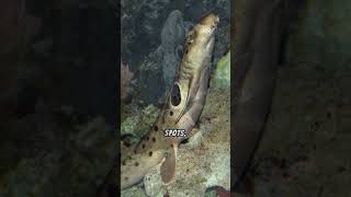 A Brief Look At The Epaulette Shark [upl. by Landa]