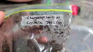 How to germinate Chamaerops Humilis var Cerifera palm seeds baggie method [upl. by Carnay]