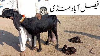 Faisalabad Bakra Mandi  New Update  FM Animals 030066982846•12•2023 [upl. by Ashford]