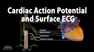 Correlation between Cardiac Action Potential and ECG Animation [upl. by Anatola202]