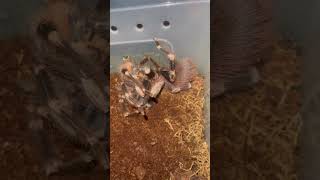 Breeding tarantulas went terribly wrong tarantula breeding [upl. by Nikolaos]