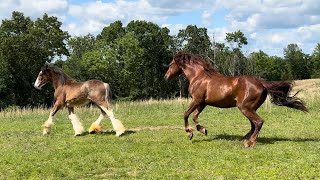 Will They Accept Her  Our New Clydesdale Meets The Herd [upl. by Yeliak152]