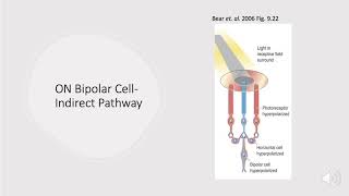 Neurobiology Retinal Ganglion Cells ONOFF Bipolar Cells Direct amp Indirect Pathways [upl. by Adelaida962]