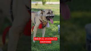 ORJİNAL ANADOLU ÇOBAN KÖPEGİ [upl. by Voccola]