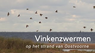 Vinkenzwermpjes op het strand van Oostvoorne 1091 [upl. by Banky]