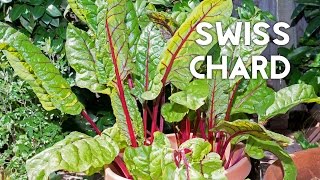 How to grow amp harves Swiss Chard in containers  Recipe [upl. by Nosinned40]