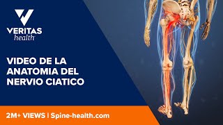 Video de la anatomia del nervio ciatico [upl. by Verras202]