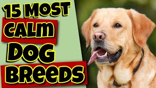 15 Most Calm Dog Breeds ☮ Surprisingly Mellow Dogs 🌴 [upl. by Meesak]