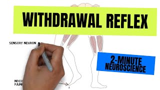 2Minute Neuroscience Withdrawal Reflex [upl. by Furey820]