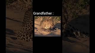 Big cat roar family version viralvideo youtubeshorts [upl. by Mishaan444]