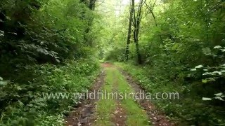 Dachigam National Park Srinagar  Jammu and Kashmir India [upl. by Fernald]