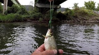 Fishing For Flathead Catfish With Golden Shiners [upl. by Eimmac309]