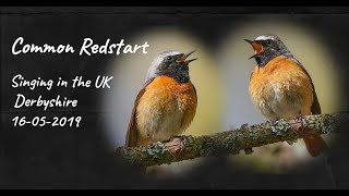 COMMON REDSTART singing in the UK [upl. by Iadahs517]