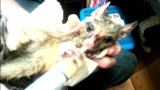 How to Feed a Baby Possum ♥ [upl. by Retsub700]