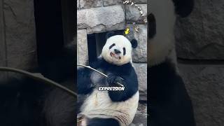 Why Pandas Make Weird Expression 🤔 [upl. by Demona]