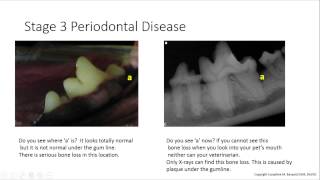 Dentistry For Pet Owners 101 What do the 5 stages of Periodontal Disease look like in a Dog [upl. by Vani464]