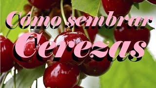 Cómo sembrar cerezas  Huerto Urbano Villarreal [upl. by Lavinia]