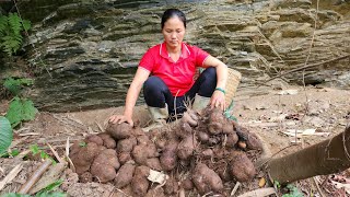 Pick wild tubers to sell and build a kitchen  Freedom Farm [upl. by Peirce211]