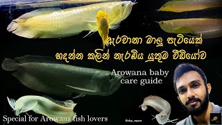 How to keep baby Arowana🐉ඇරවානා මාලු පැටියෙක් මැරෙන්නෙ නැතුව හදන විදිහSpecial for Arowana Lovers [upl. by Aicire]