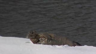 Harbor seal in Hudson River on shore of Haverstraw NY 12211 [upl. by Biegel]