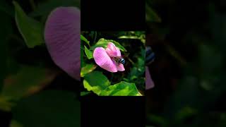 Spurred Butterfly Pea Flower 🌸 [upl. by Hennessey]