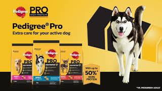 Pedigree® Pro High Protein [upl. by Gundry]