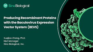 Producing Recombinant Proteins with the Baculovirus Expression Vector System BEVS [upl. by Nylacaj260]