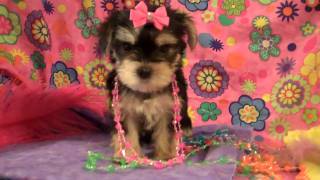 The Chipettes Brittany Jeanette amp Eleanor Morkie Puppies 6weeks old [upl. by Ledua630]