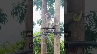 Monkey 🐒 SANCTUARY in Guihulngan city Negros Oriental [upl. by Isidor264]