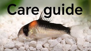 watch this before buying corydoras Cory Catfish care guide  Jakub Lis [upl. by Adiraf]