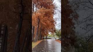 novemberrain2024 bucharest romania [upl. by Vocaay]