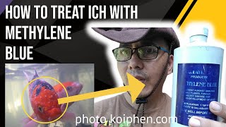 Treat Ich with Methylene Blue An Effective Guide [upl. by Alyakcm472]