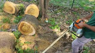 Chainsaw STIHL MS720 36inch Test and Review  Powerfull [upl. by Bortz]