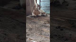 The little goat blinked its eyes at you goat goatsfaming cuteanimal cutefarmanimal [upl. by Asirb633]