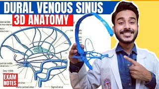 Dural Venous Sinuses Anatomy 3D  venous sinuses of brain  anatomy of dural venous sinuses [upl. by Arline368]