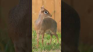 🐮◇³ Kirks dikdik Kirks Dikdik Madoqua kirkii is a Antelope not a Deer [upl. by Aivalf627]