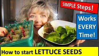 How To Start Lettuce Seeds 🥬 raisedgardenbeds gardening [upl. by Florian]