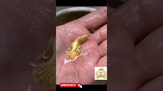 Golden Betta 😍😍 Fighter fish 😘 reels cat viral dog fish [upl. by Carole519]