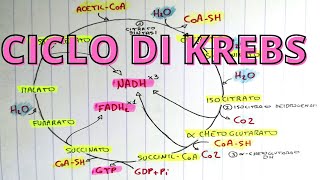 Ciclo di Krebs spiegazione semplice per lesame di biochimica 🍀👌 [upl. by Barton]