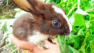 The baby rabbit is eating grass alone [upl. by Zeitler]