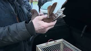 Rynek targ Wysokie Mazowieckie 11112023 🕊gołębie ptaki królik kury pigeons market rabbit [upl. by Vashti]