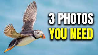 How to Photograph Puffins on Skomer Island [upl. by Ditmore189]